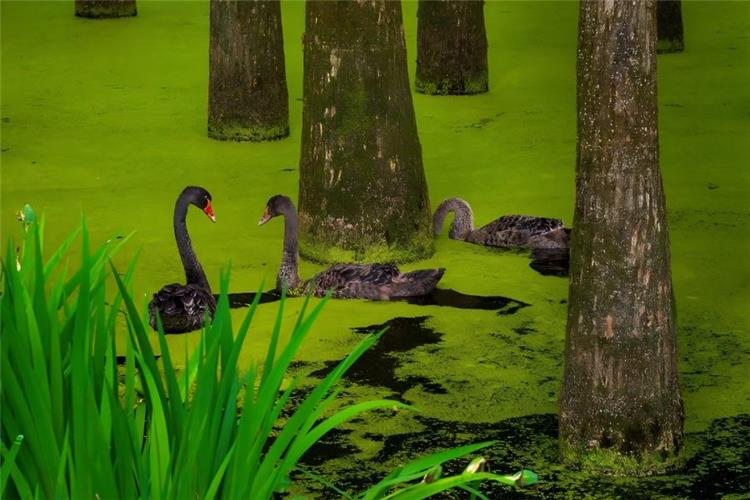 Qingshan Lake in Lin'an, Hangzhou showing water forest bald cypresses and black swans swimming on green duckweed-covered water