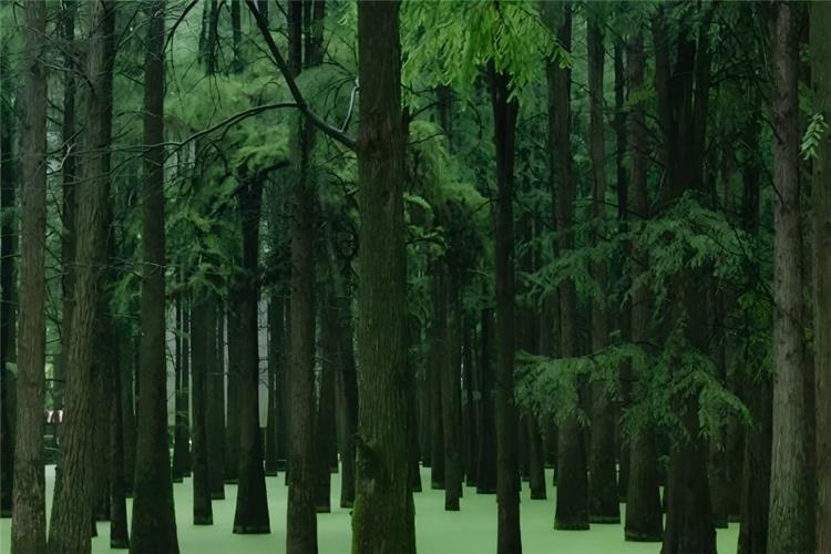 Qingshan Lake in Lin'an, Hangzhou showing wooden boardwalk winding through bald cypress water forest covered with green duckweed