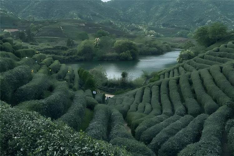 Meijiawu Longjing Tea Plantation Village Meijiawu Tea Village in Hangzhou showing rolling green tea plantations and rural tea village scenery