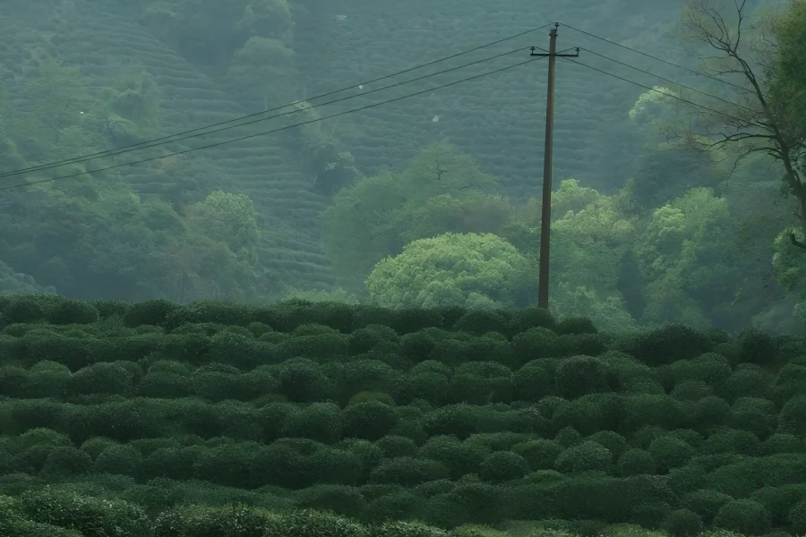 Lion Peak Longjing Plantation Village Longjing Tea Village in Hangzhou showing rolling terraced West Lake Longjing tea plantations, mountain village courtyards and authentic tea culture scenery within West Lake scenic area