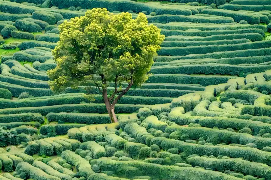 Meijiawu Tea Village surrounded by rolling green Longjing tea terraces in West Lake scenic mountains, with gurgling Meiwu Creek, Hui-style farm courtyards and rural tea-making workshops presenting original Jiangnan tea town charm