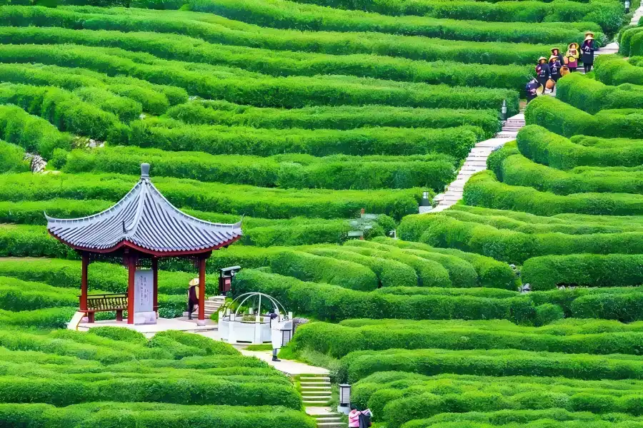 Hangzhou Meijiawu Longjing Terraces Meijiawu Tea Village in Hangzhou, core Longjing tea planting area covered with layered green tea terraces and quiet rural tea houses.