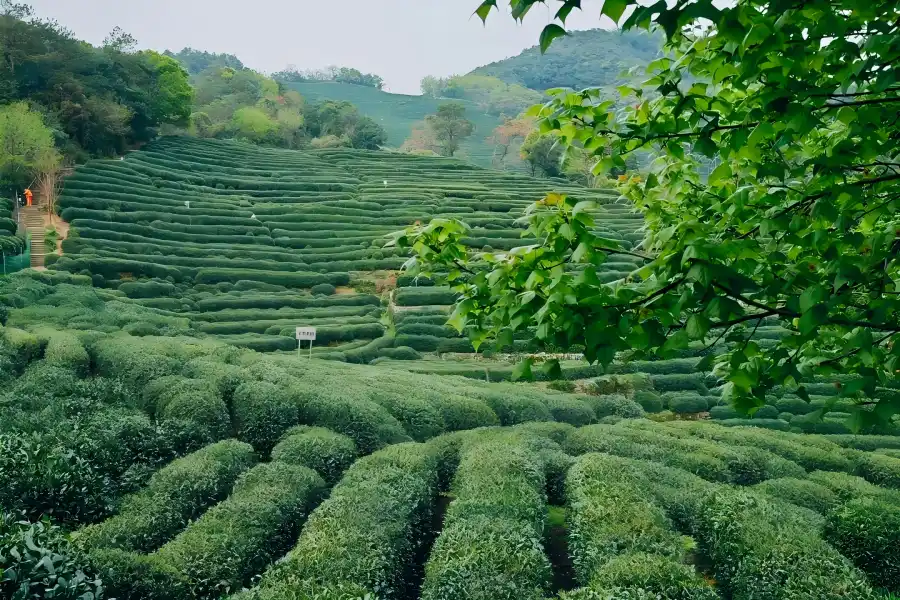 Longjing Tea Plantations Longjing Tea Plantations in Hangzhou showing stretches of lush green tea terraces in mountain valleys