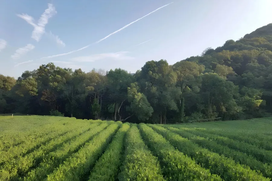 Longjing Tea Village in Hangzhou featuring layered green tea terraces scattered among misty hills and traditional rural courtyards
image title：Misty Tea Hills of West Lake Village