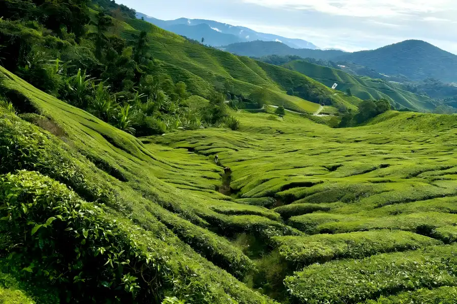 Meijiawu in Hangzhou showing green tea plantations and rural pastoral scenery