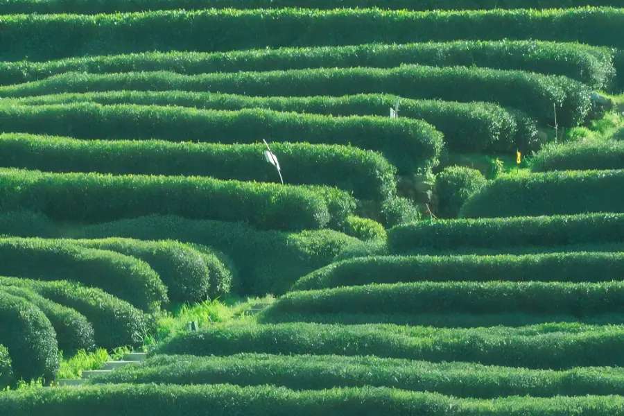 Meijiawu in Hangzhou, a tranquil mountain hamlet surrounded by endless green Longjing tea terraces with rural tea workshops scattered among hills