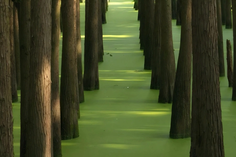 Qingshan Lake Lin'an Hangzhou, vast lake covered with duckweed, tall metasequoia trees standing in water, wooden plank road winding through green woods