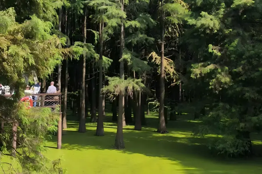 Fairy wetland scenery of Qingshan Lake, transparent kayaks drifting among submerged cedar forest, soft sunlight filtering through tree canopy