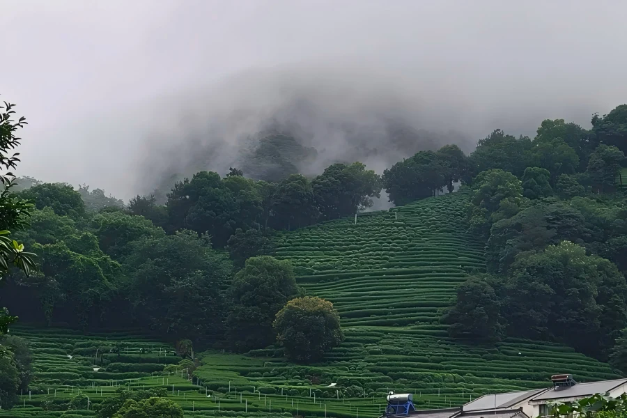 Longjing Village in Hangzhou showing layered tea plantations and rustic mountain hamlets
