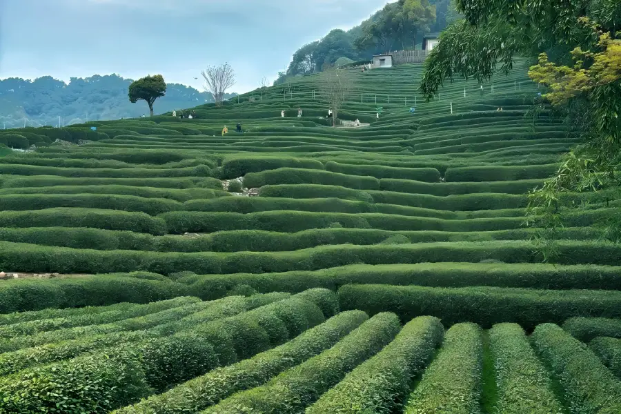 Longjing Tea Village in Hangzhou stretching across rolling hills filled with thriving tea bushes