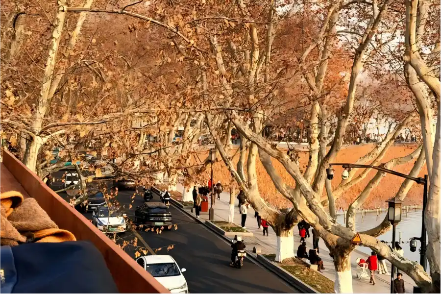 Beishan Street in Hangzhou lined with ancient plane trees beside West Lake and old republican villas
