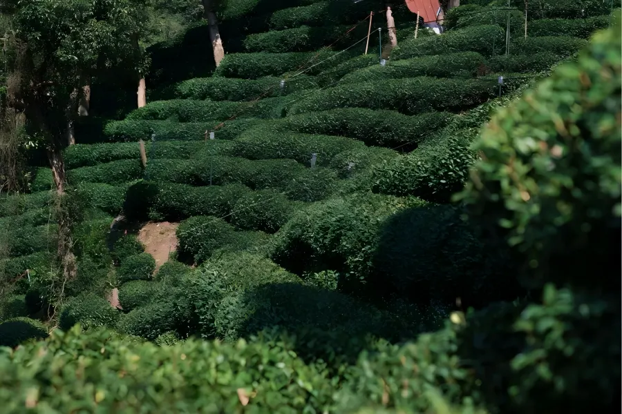 Meijiawu Longjing Tea Cultural Hamlet Ten-Mile Meiwu Valley in Hangzhou tucked among undulating green mountain ridges with rustic folk teahouses and neatly layered tea terraces