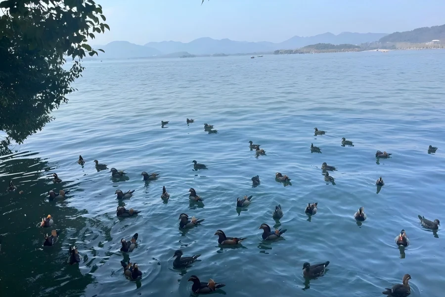 West Lake in Hangzhou showing peaceful lake scenery dotted with ancient pavilions and green willows