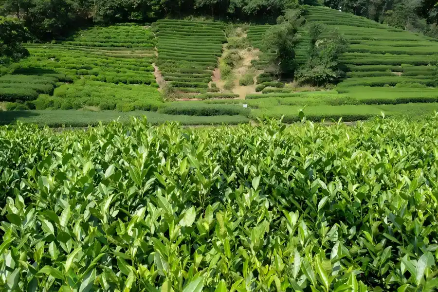 Meijiawu Tea Village in Hangzhou showing layered longjing tea plantations amid tranquil mountain countryside