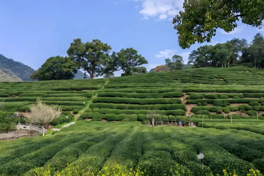 Meijiawu Tea Village in Hangzhou displaying quiet mountain hamlets surrounded by endless green Longjing tea plantations for tea tasting experience
