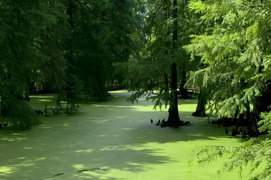 Qingshan Lake in Hangzhou showing aquatic forest with metasequoia trees standing in clear lake water