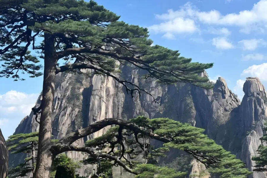 Huangshan Mountain in Anhui displaying famous Guest-Greeting Pine growing on rocky cliff