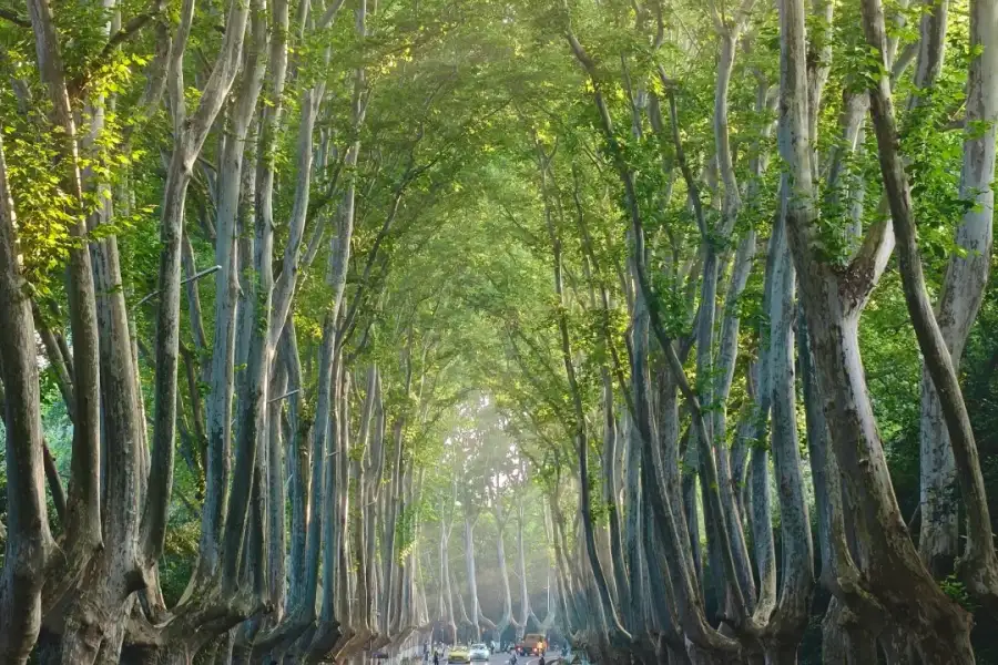 Natural green tunnel formed by century-old plane trees