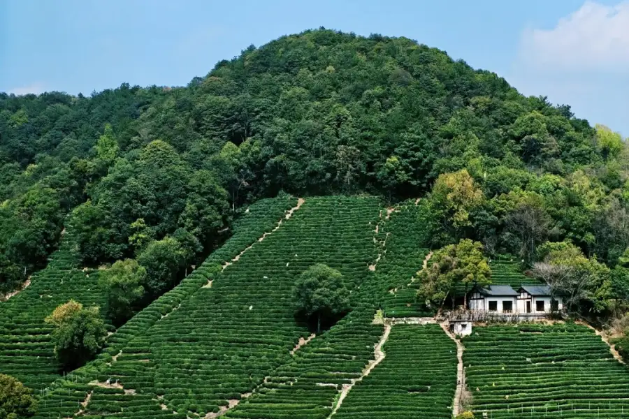 Meijiawu Tea Village Hangzhou Green terraced tea village known as Meijiawu, core producing area of West Lake Longjing Tea, surrounded by misty hills with authentic Jiangnan tea countryside scenery