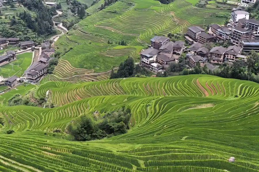 Longji Rice Terraces in Longsheng showing grand agricultural heritage landscape with winding terraced fields stretching along mountain ridges