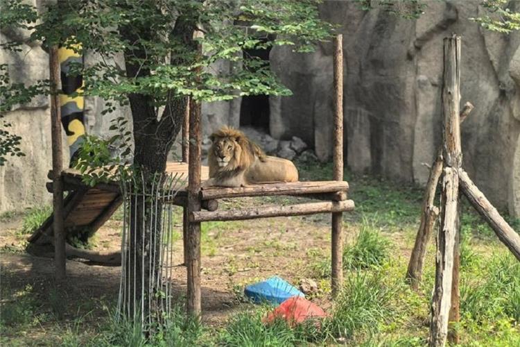 Adult male lion with full mane lying on wooden climbing platform in rocky zoo habitat