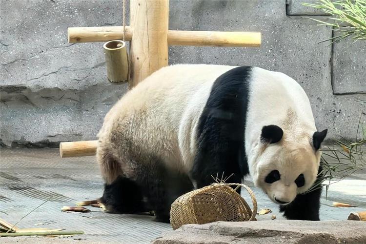 Giant panda with enrichment basket in zoo habitat