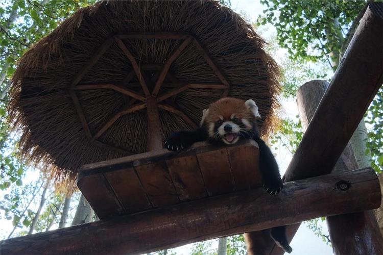 Cute red panda resting on wooden platform under thatched shelter at Beijing Zoo, green trees background