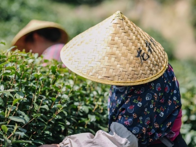 hangzhou tour to learn Longjing tea culture