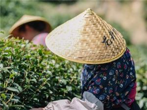 hangzhou tour to learn Longjing tea culture