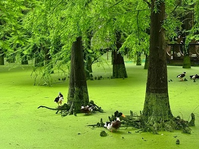A lake as green as matcha tea and a flock of wild ducks during Qingshanhu day tour from Hangzhou