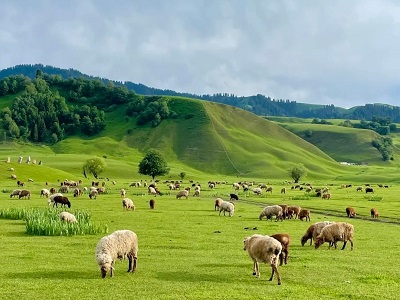 Flocks of Sheep Grazing on Green Narat Alpine Grassland Xinjiang Tout from Urumqi