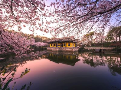 Cherry blossoms and ancient waterside building at Yuantouzhu scenic spot, Wuxi