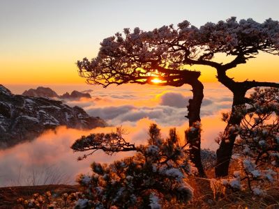 Golden sunrise over rolling sea of clouds at Huangshan Mountain, framed by ancient twisted pine tree silhouettes