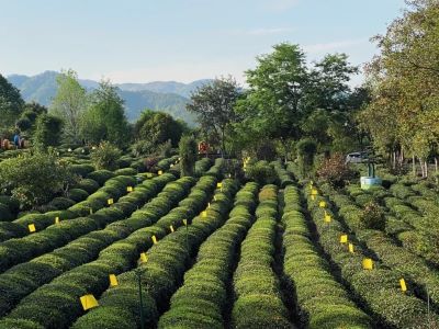 Neat rows of green tea bushes at Xie Yuda Tea Garden, surrounded by lush trees and distant misty mountains in Anhui