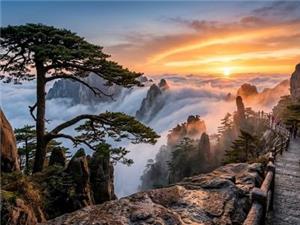 Classic Huangshan landscape, famous Guest Pine standing beside mountain trail, sunrise glow over vast sea of clouds and jagged granite peaks