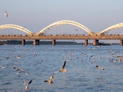 Flocks of seagulls flying over Songhua River with iconic arch bridge in Harbin city