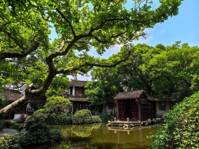 Peaceful ancient garden pond, wooden pavilion, lush green old trees and traditional Suzhou-style buildings inside Tongli Ancient Town