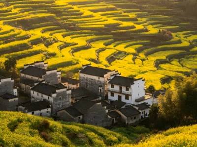 Sunlit terraced rapeseed flower fields surrounding traditional Huizhou white wall black roof houses in Jixi, Anhui spring scenery