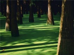 Sunlight filters through metasequoia trees standing in emerald green water at Qingshan Lake aquatic forest, Hangzhou