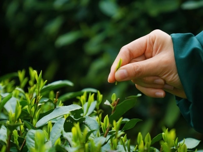 Hangzhou tea culture day tour with hands on activities experience