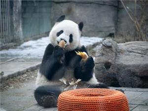 Beijing Zoo's giant panda Fu Jiang is eating bamboo