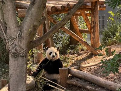Giant Panda Eating Bamboo At Chengdu Panda Base Natural Habitat