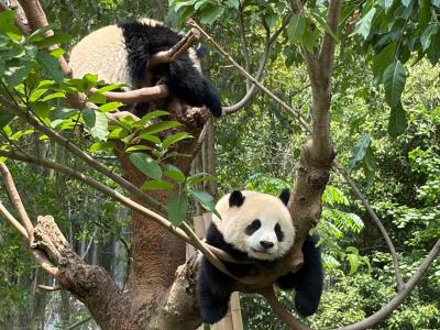 Giant pandas are resting in the trees at Chengdu Panda Base