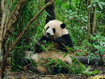 Giant panda sitting in a bamboo forest and eating fresh bamboo at Chengdu Research Base of Giant Panda Breeding