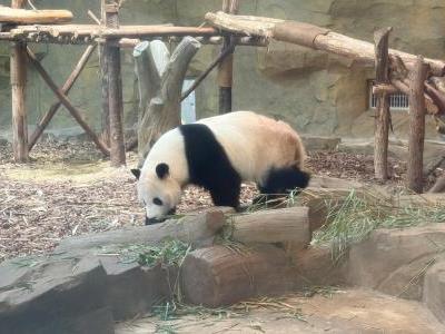 Giant panda walking on wooden logs in a natural-style enclosure at Chengdu Research Base of Giant Panda Breeding