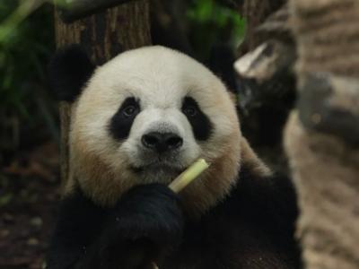 Close-up view of a giant panda eating bamboo at Dujiangyan Panda Valley near Chengdu, Sichuan China