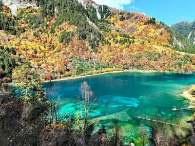 Beautiful turquoise lake in Jiuzhaigou Valley surrounded by colorful autumn forests and mountain scenery in Sichuan China