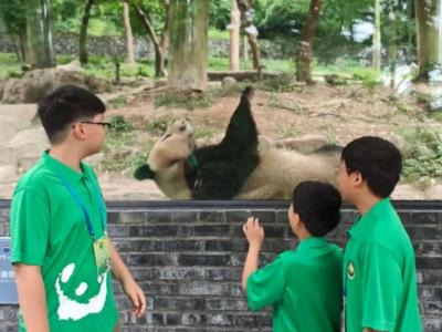 Panda volunteers observing a giant panda during a conservation experience at Chengdu Research Base of Giant Panda Breeding