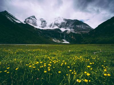 Beautiful alpine meadow in Daocheng Yading with yellow wildflowers and snow-covered mountains