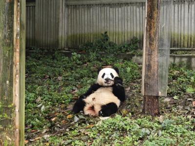Fu Bao at the Wolong China Giant Panda Garden is eating bamboo